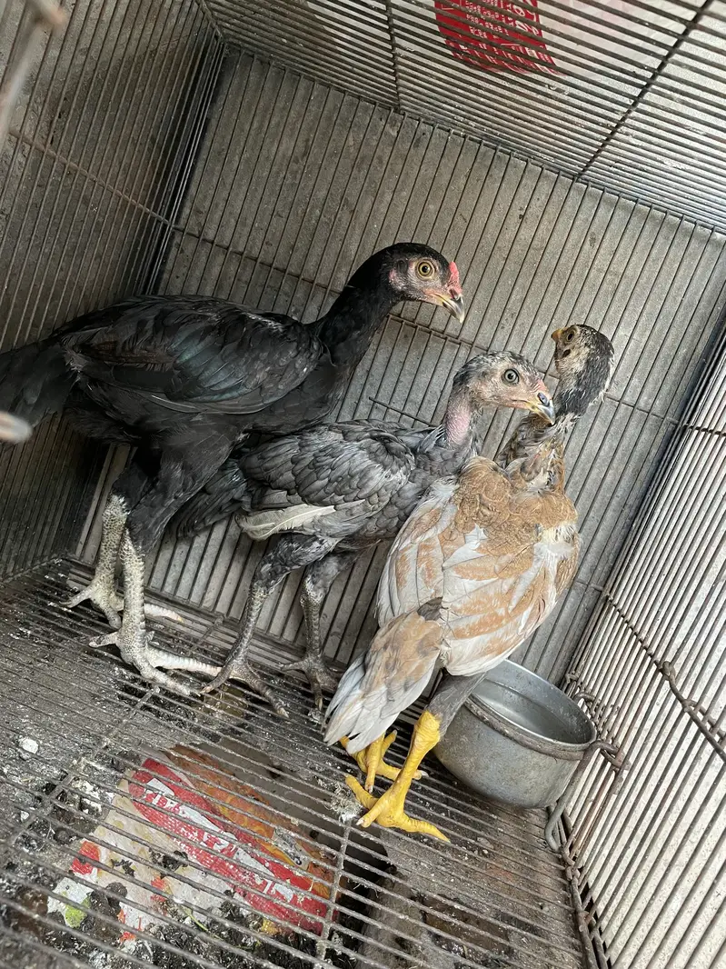 Aseel patha /pathi chicks — photo 3