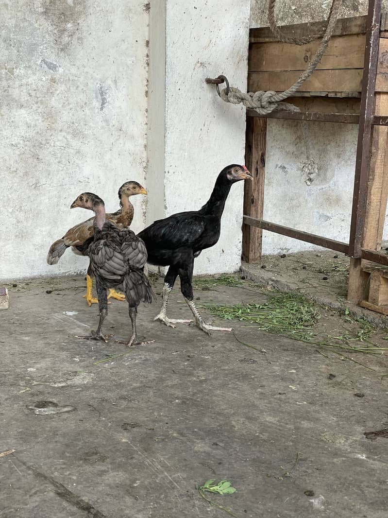Aseel patha /pathi chicks 3