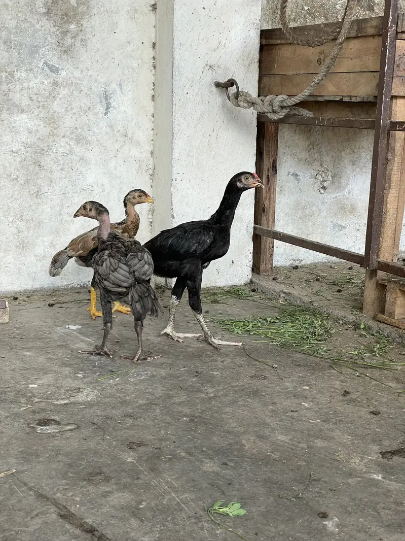 Aseel patha /pathi chicks — photo 4