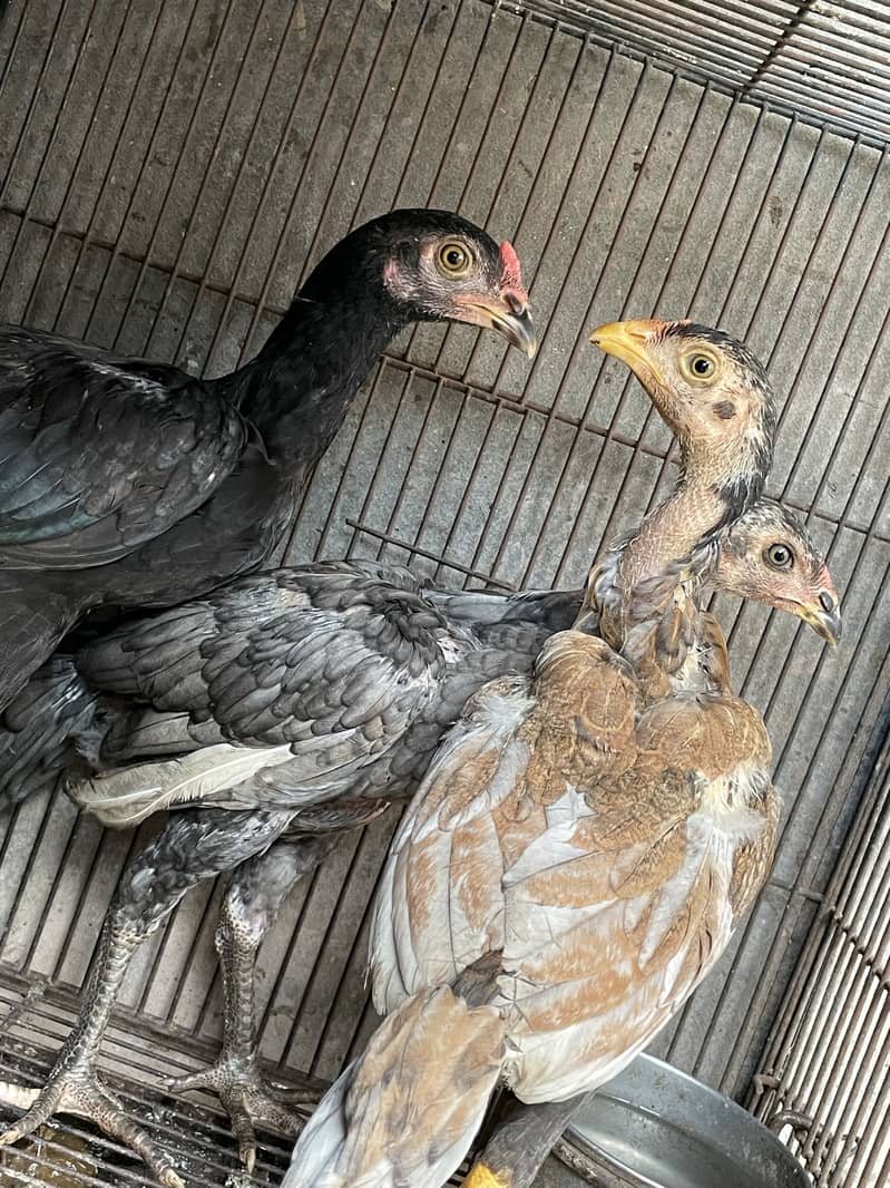 Aseel patha /pathi chicks 4
