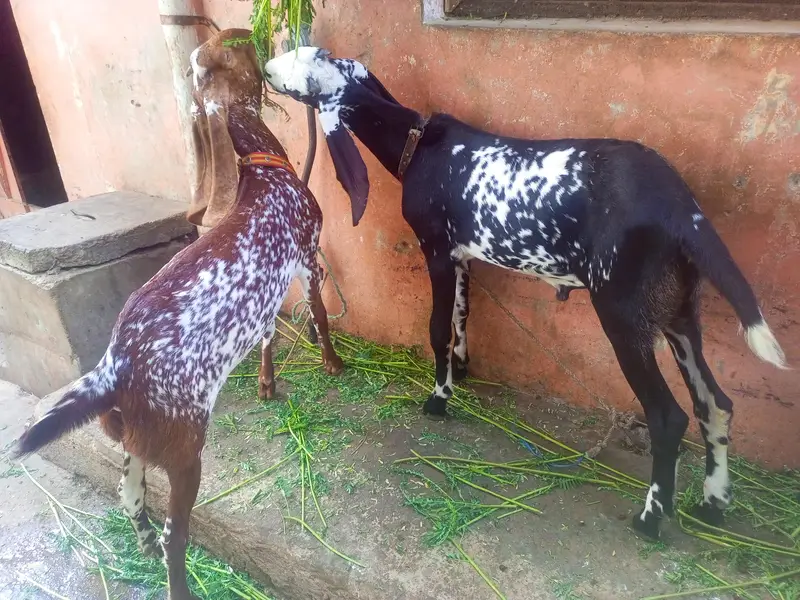Black betal bakra makhi cheei bakri brown 03153701625. . 03318701625