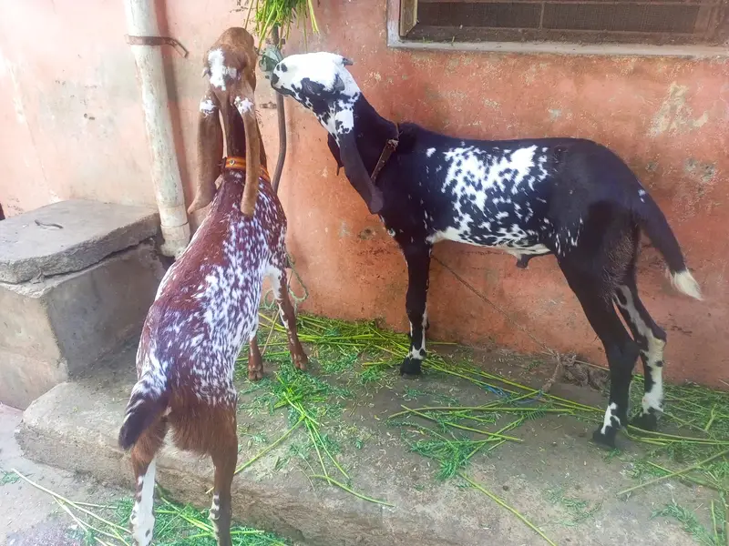 Black betal bakra makhi cheei bakri brown 03153701625. . 03318701625 — photo 2