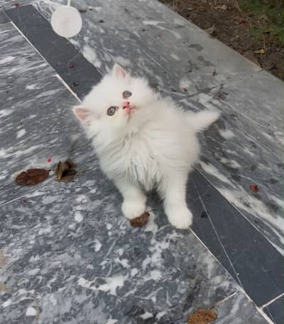 Persian kittens triple coated high quality
