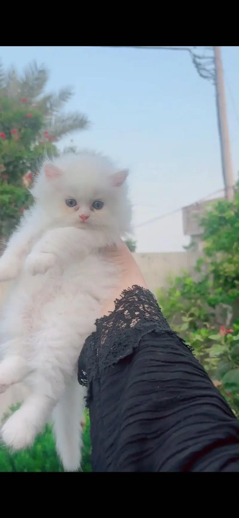 Persian kittens triple coated high quality prize finalllllllll — photo 2