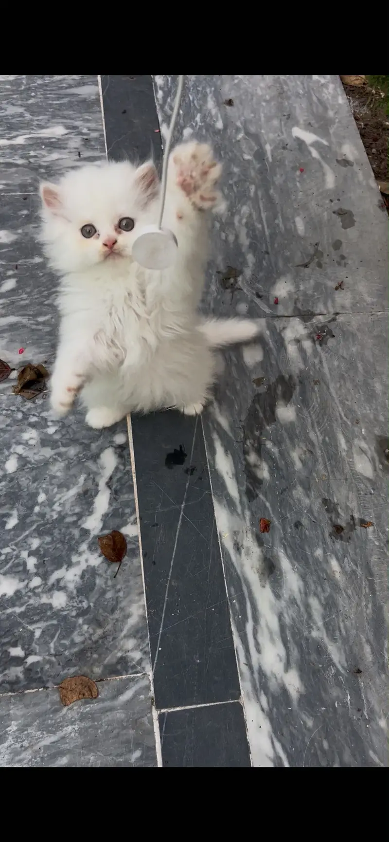 Persian kittens triple coated high quality prize finalllllllll — photo 3