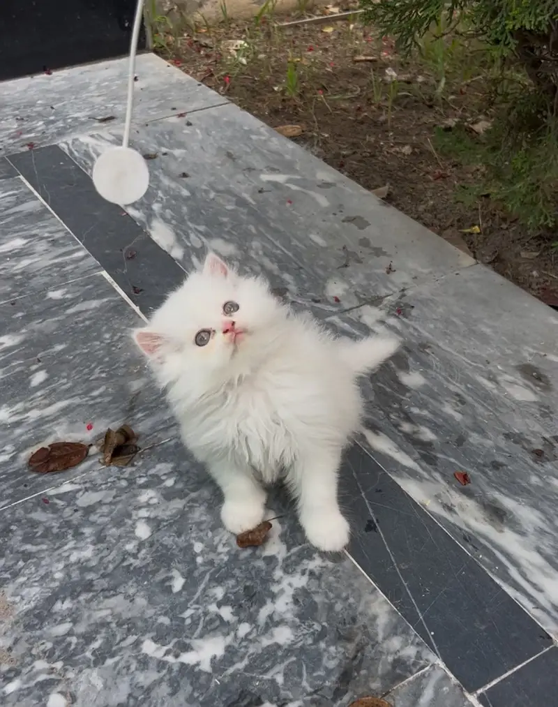 Persian kittens triple coated high quality prize finalllllllll — photo 4