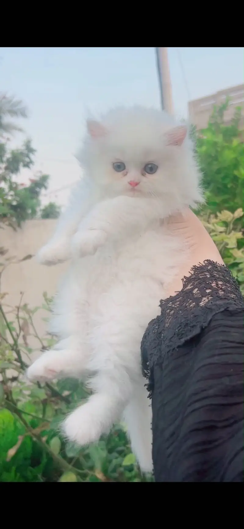 Persian kittens triple coated high quality prize finalllllllll — photo 5