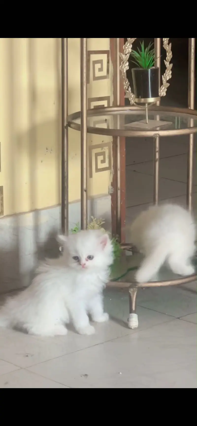 Persian kittens triple coated high quality prize finalllllllll — photo 6