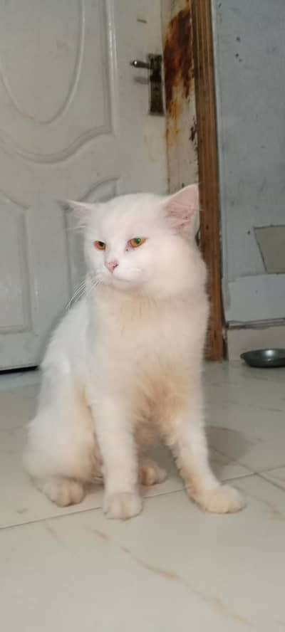 Pure Persian Male Cat for Sale – 2 Years Old