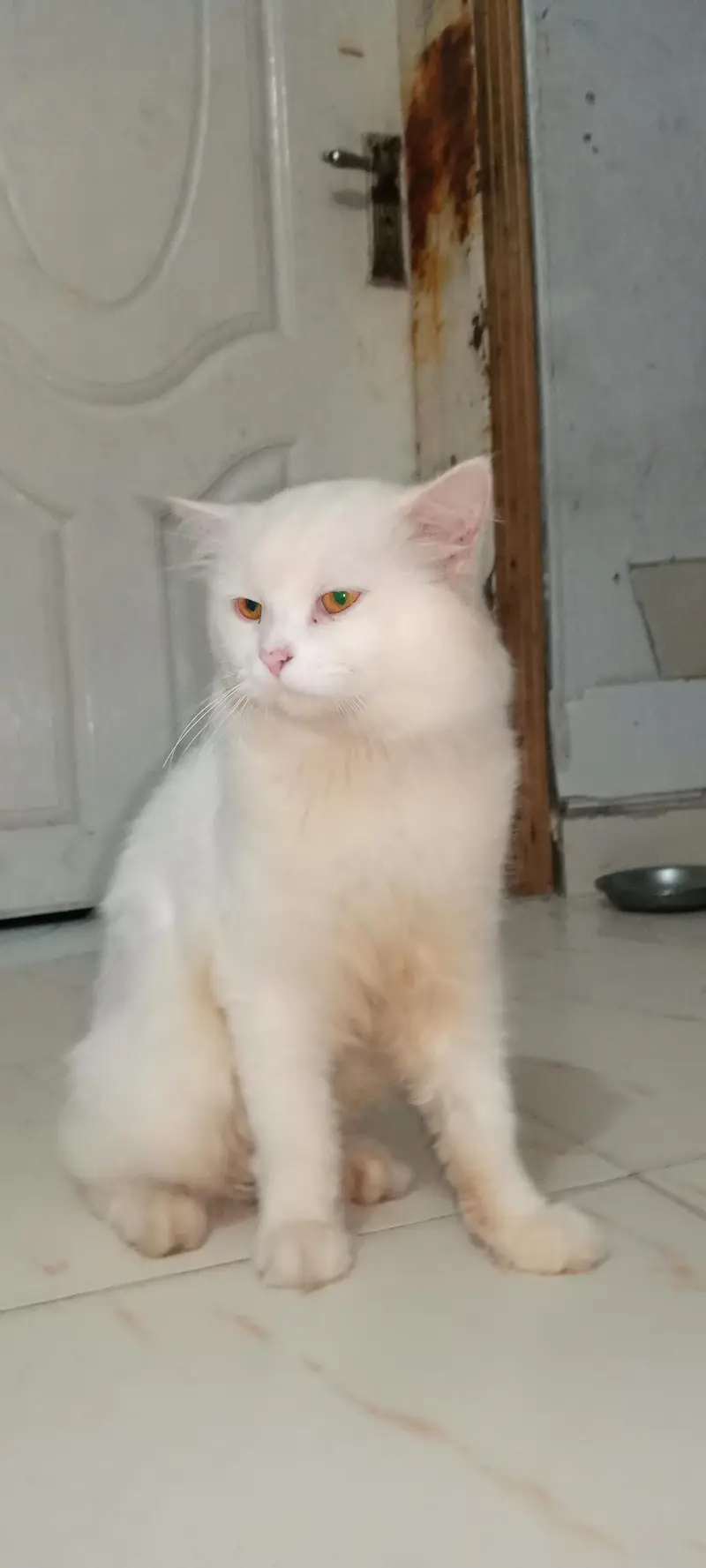 Pure Persian Male Cat for Sale – 2 Years Old