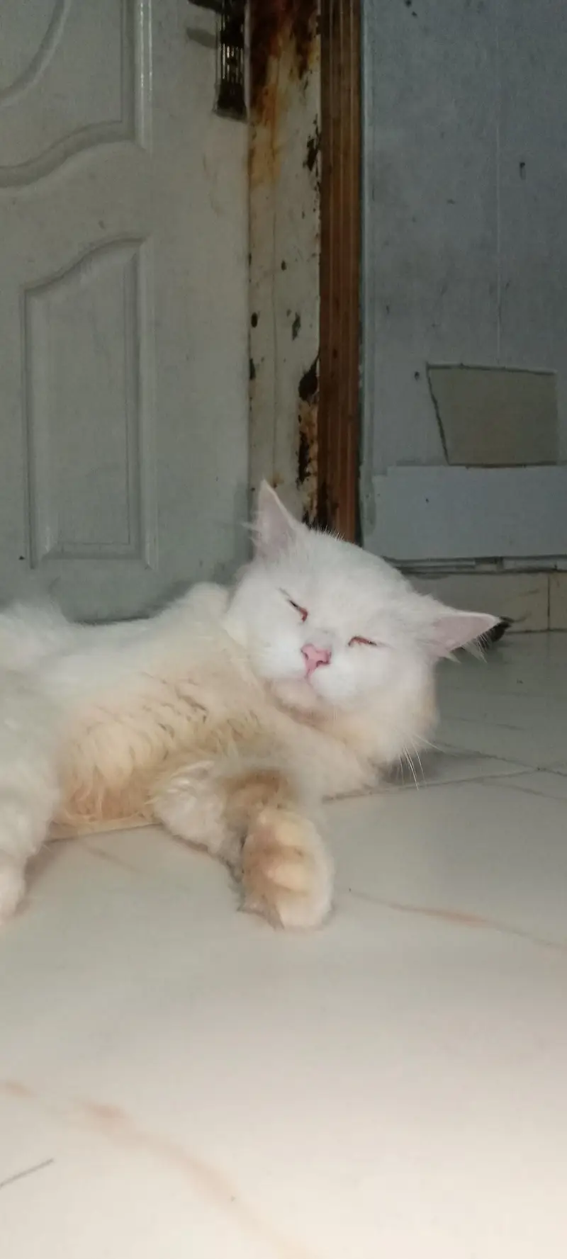 Pure Persian Male Cat for Sale – 2 Years Old — photo 2