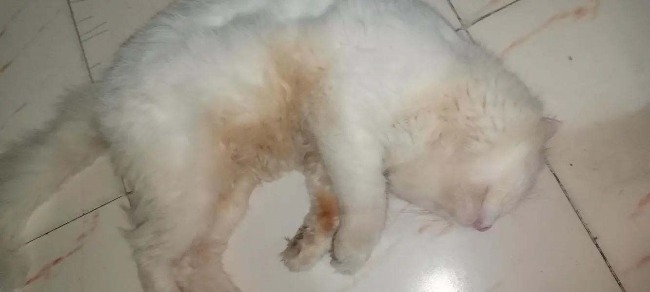 Pure Persian Male Cat for Sale – 2 Years Old — photo 3