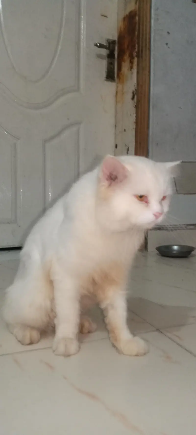 Pure Persian Male Cat for Sale – 2 Years Old — photo 4