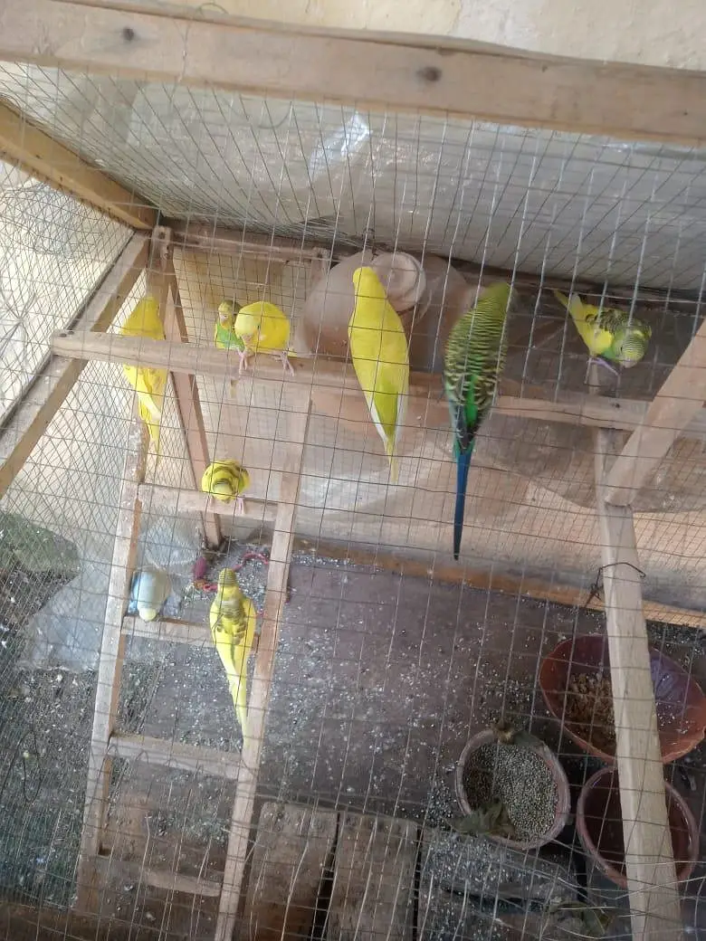 bachy or bare mix hae — photo 4