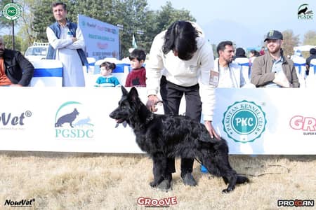 Black German Shepherd female