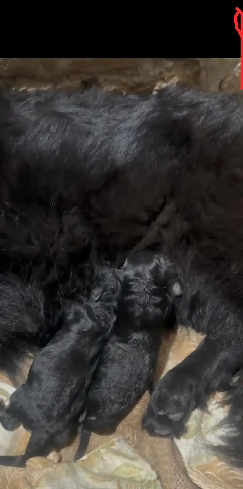 Black German Shepherd female — photo 2