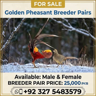 Golden birds / breader male and female available / fancy birds