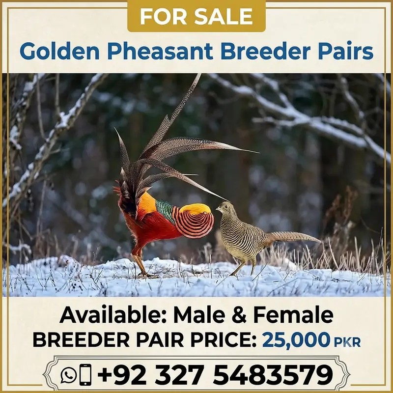 Golden birds / breader male and female available / fancy birds