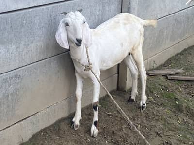 Teady nasal goat