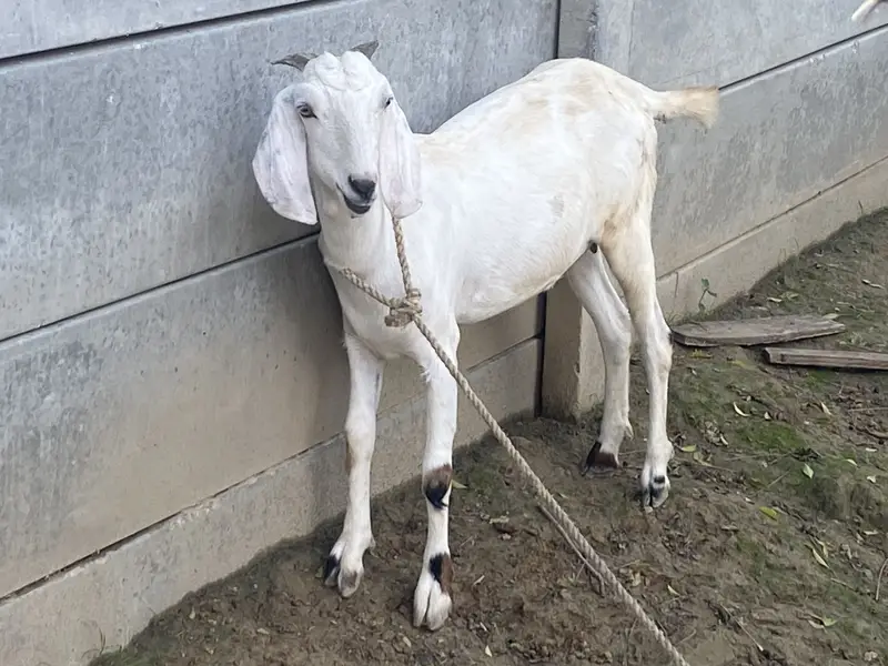 Teady nasal goat