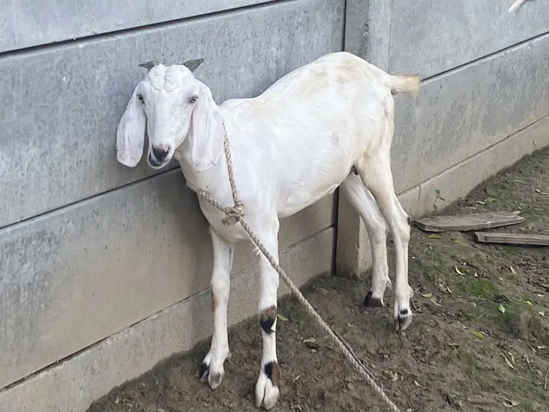 Teady nasal goat — photo 2
