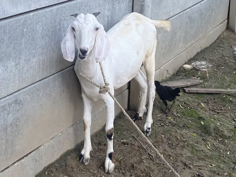 Teady nasal goat — photo 3