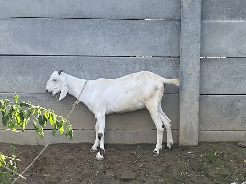 Teady nasal goat — photo 4