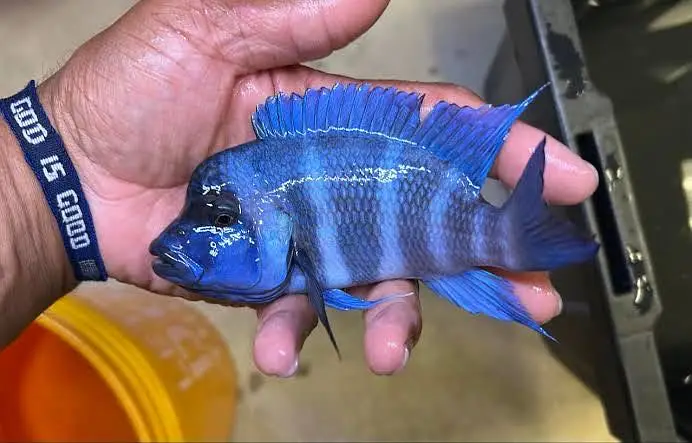 Hyfin oscars , snakeskin peacock bass , alligator gar , hekilie — photo 2