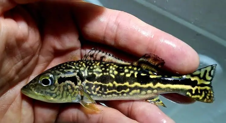 Hyfin oscars , snakeskin peacock bass , alligator gar , hekilie — photo 11