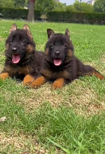 German Shepherd puppies long cot for sale my WhatsApp. 03493731440