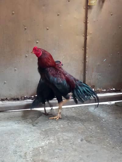 سیل مرغا اور مر غیاں اور   بچے  ساتھ ہیں