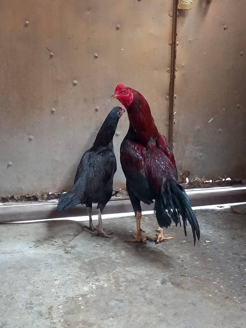 سیل مرغا اور مر غیاں اور   بچے  ساتھ ہیں 1