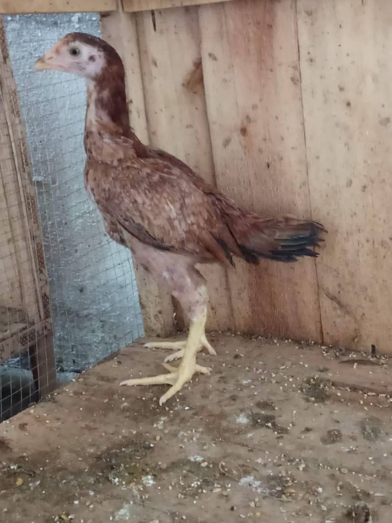سیل مرغا اور مر غیاں اور   بچے  ساتھ ہیں 3