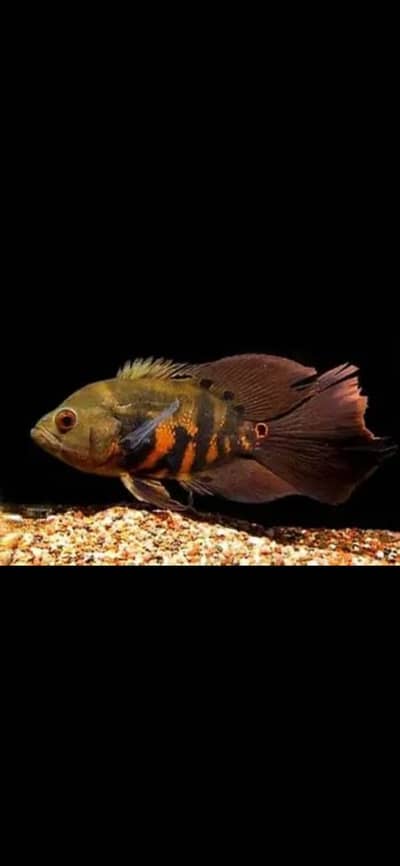 Hyfin oscars , snakeskin peacock bass , alligator gar , hekilie