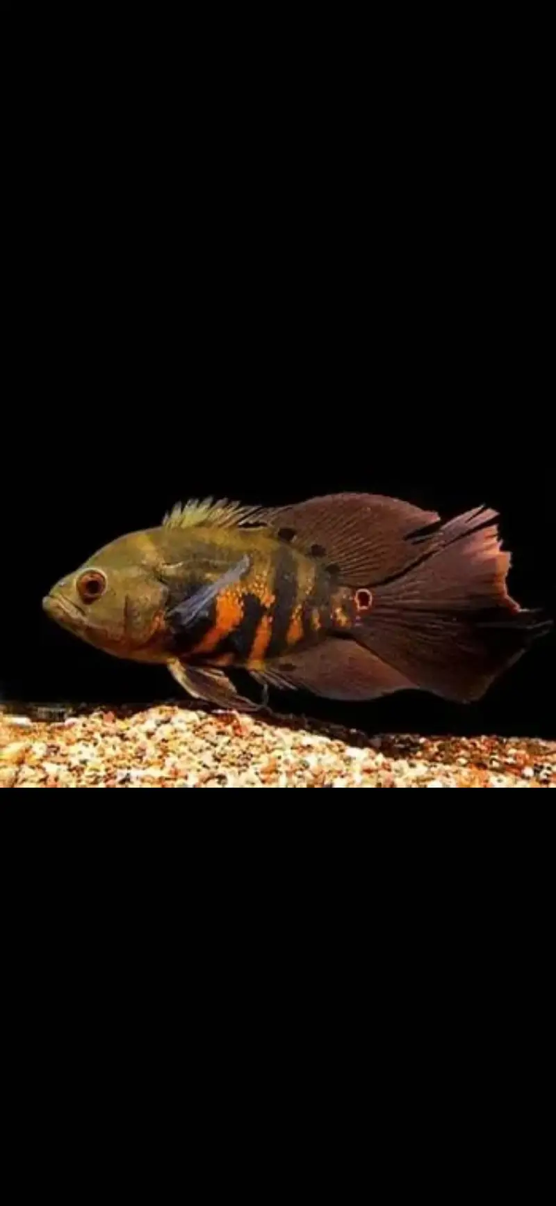 Hyfin oscars , snakeskin peacock bass , alligator gar , hekilie