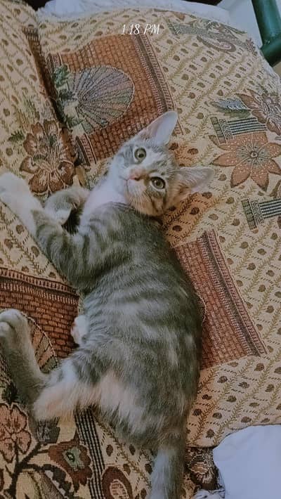 female kitten for adoption