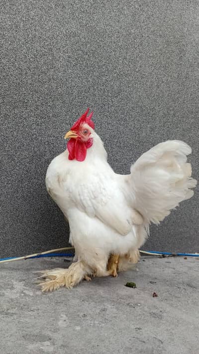 bantum male