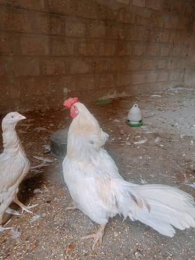 breeders male and female both are healthy and active