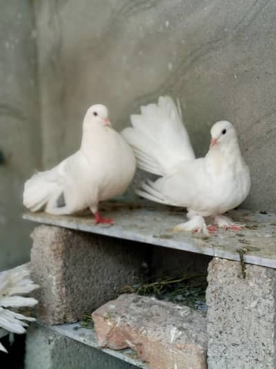 beautiful quality pair  forsale.