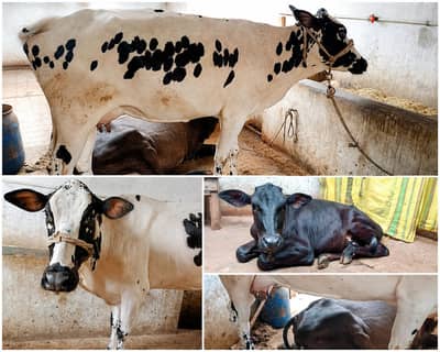 4 Teeth HF Cross Cow for Sale | 8 KG Milk (2 Times) | 6 Month bachiya