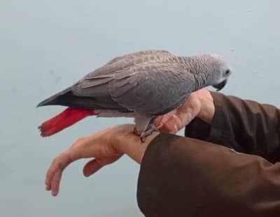 African Grey Parrot for sale