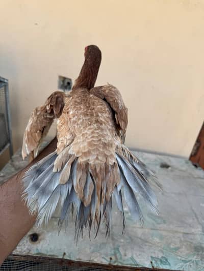 Parrot beak × kandhari pair