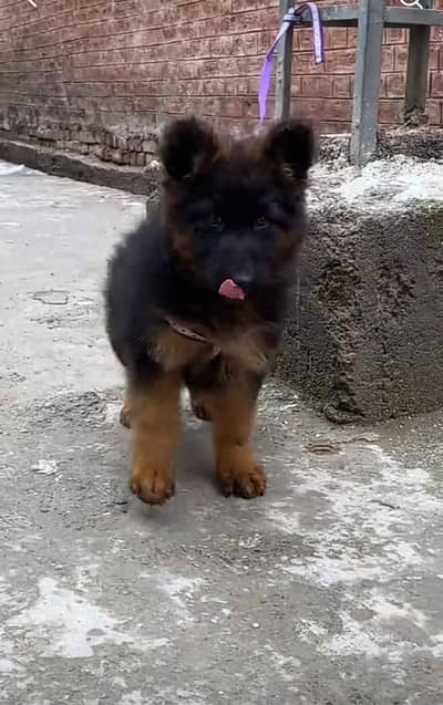 German Shepherd puppies long cot for sale my WhatsApp. 03493731440