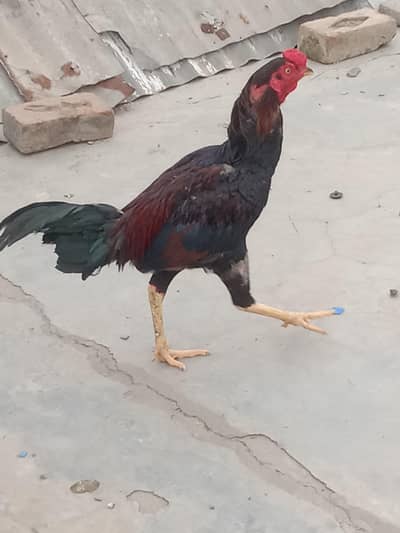 Aseel mianwali cross cock  for sale