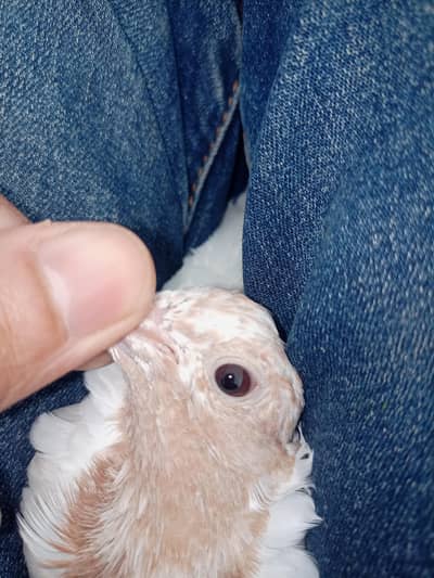 Pigeon lalsiray