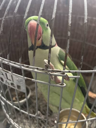 Raw parrot