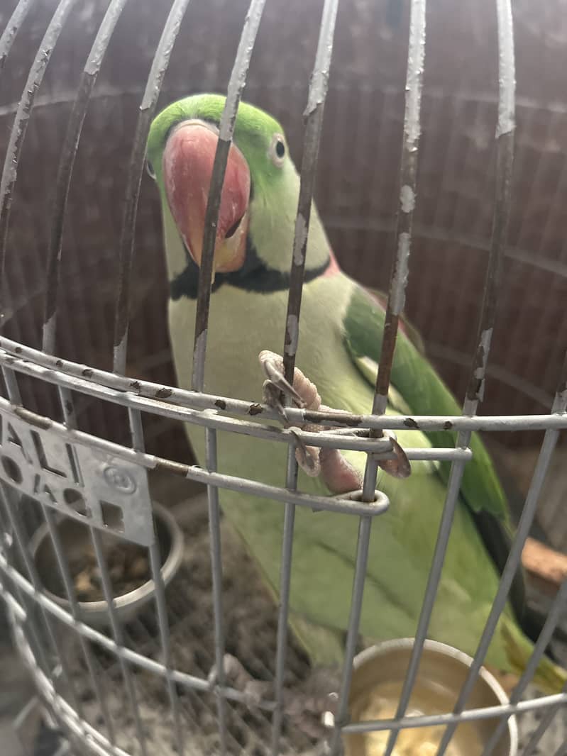 Raw parrot 0