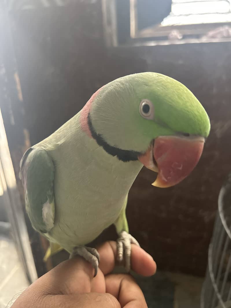 Raw parrot 1