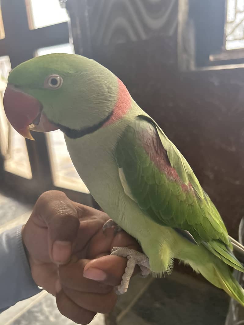 Raw parrot 2