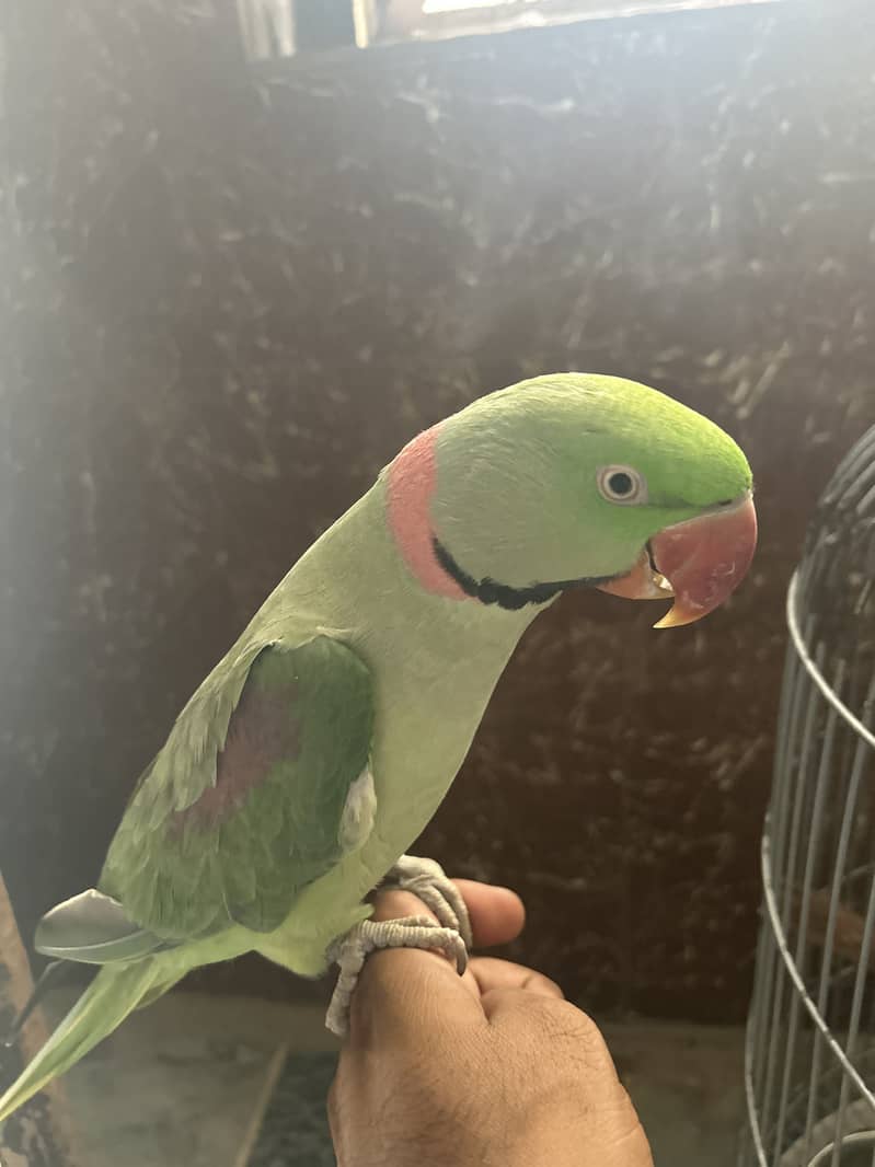 Raw parrot 3